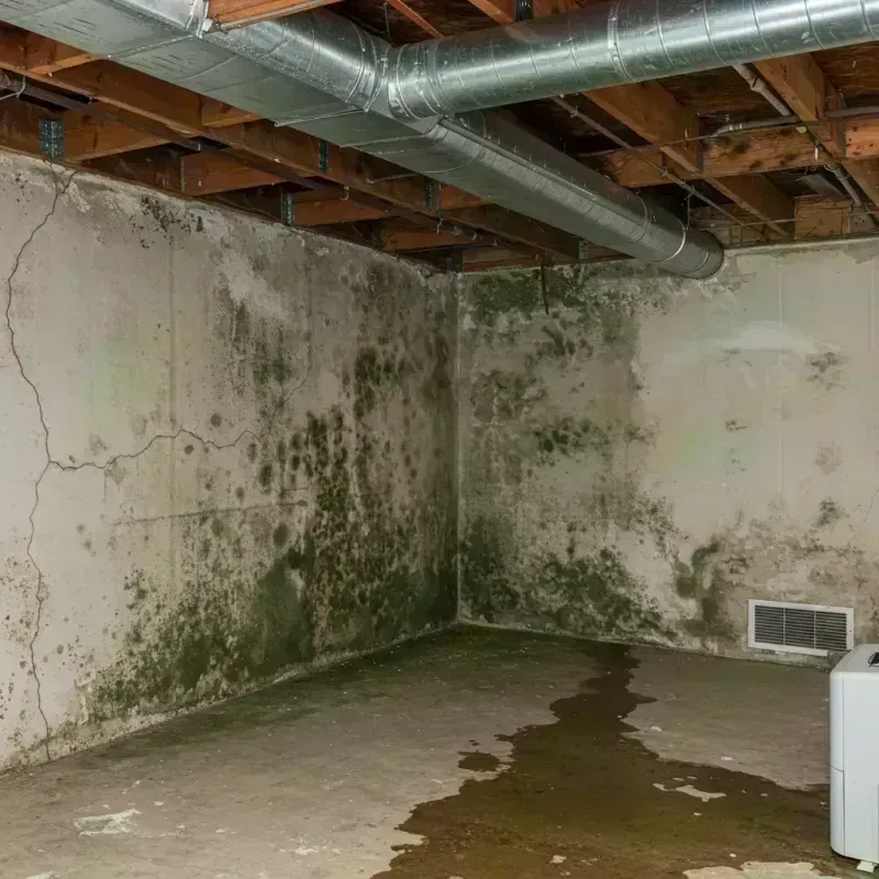 Professional Mold Removal in Allen County, KY